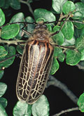 Huhu beetle
