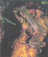 Archey's frog