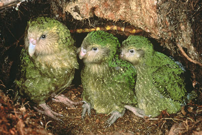 ببـــــــــغاء الليــــــــــل-The Kakapo  KakapoJuvenile&chicks400