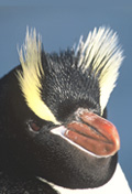 Erect crested penguin