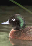 Campbell Island teal