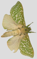 Puriri moth