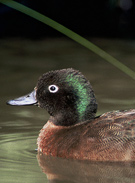 Campbell Island teal